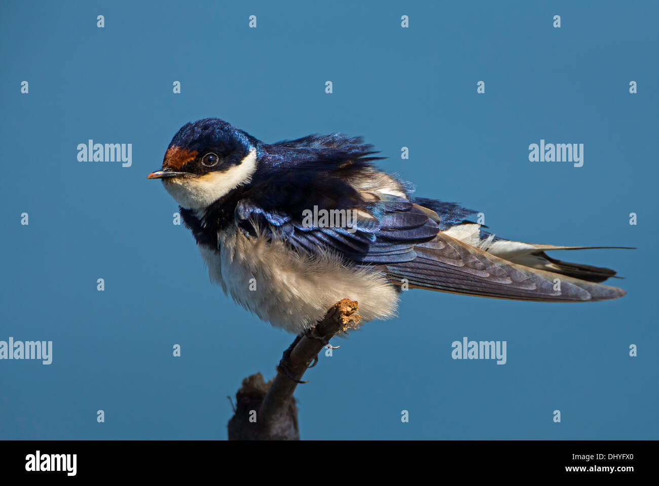 Whitethroated swallow piume-soffiato fino Foto Stock