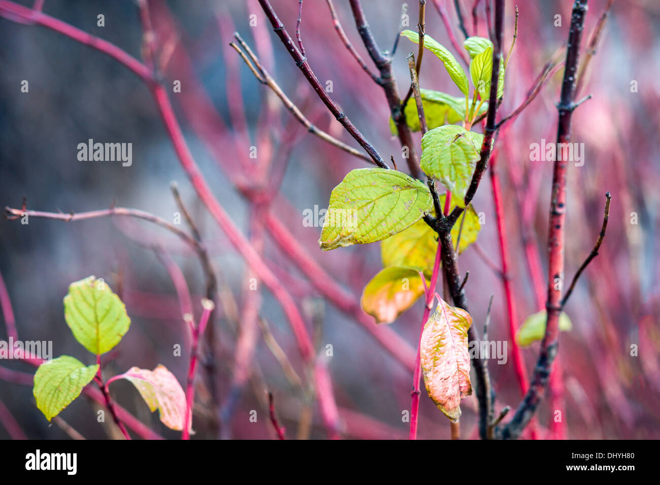Sfumature di autunno - i Rossi e i verdi. Una neve arbusto di bacche di colore rosso con acciaio verde e foglie di colore giallastro Foto Stock