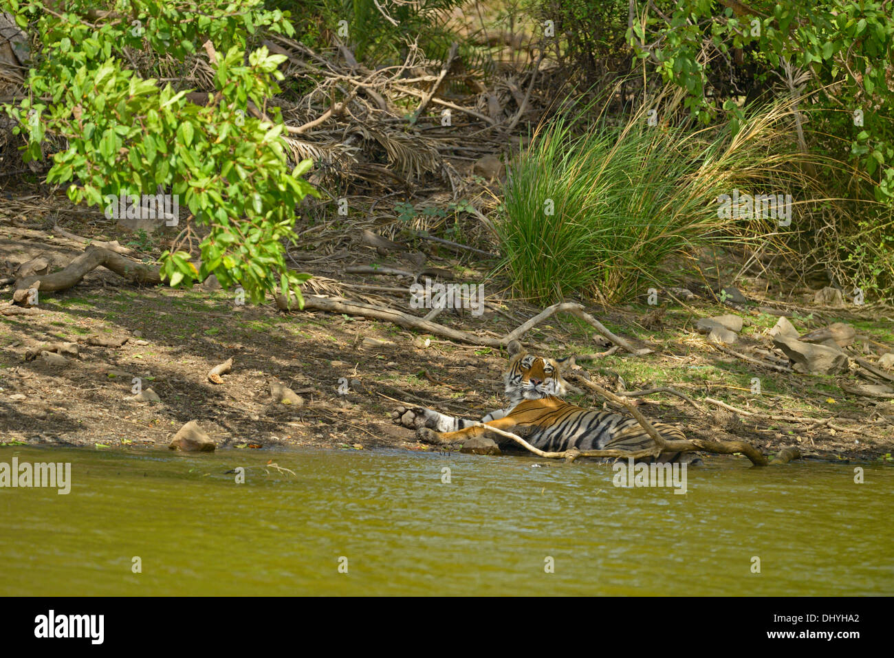 Tiger riposa in un foro di acqua in Ranthambhore Foto Stock