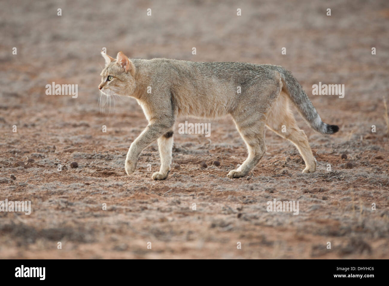 African gatto selvatico (Felis silvestris lybica) Camminando nel deserto del Kalahari, Sud Africa Foto Stock