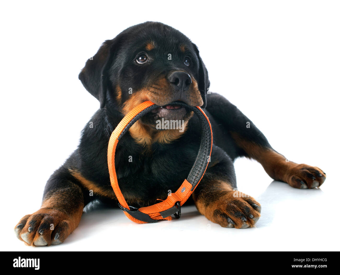 Ritratto di un cucciolo di razza Rottweiler davanti a uno sfondo bianco Foto Stock