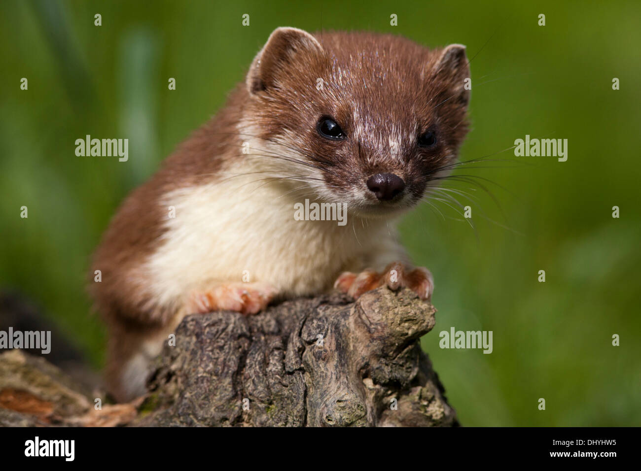 Ermellino (Mustela erminea) REGNO UNITO Foto Stock