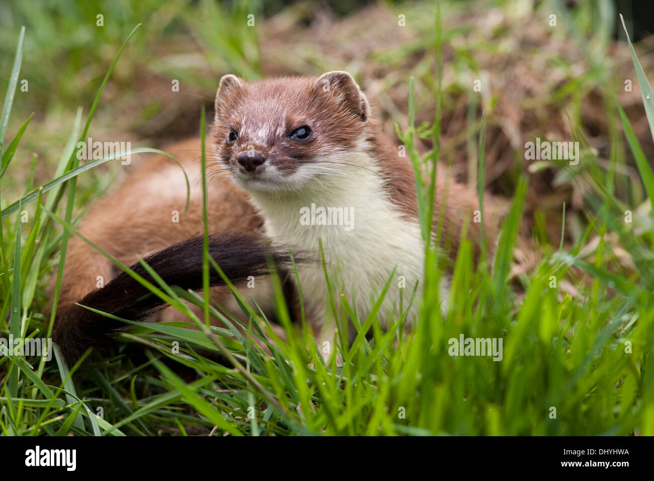 Ermellino (Mustela erminea) REGNO UNITO Foto Stock