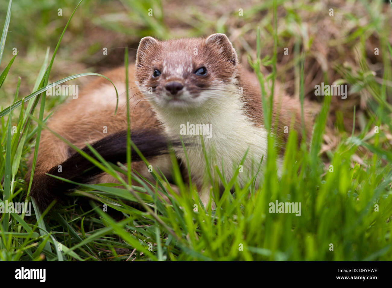 Ermellino (Mustela erminea) REGNO UNITO Foto Stock