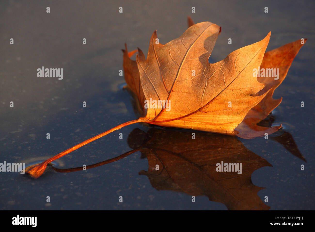 Asciugare maple leaf giacente su asfalto bagnato Foto Stock