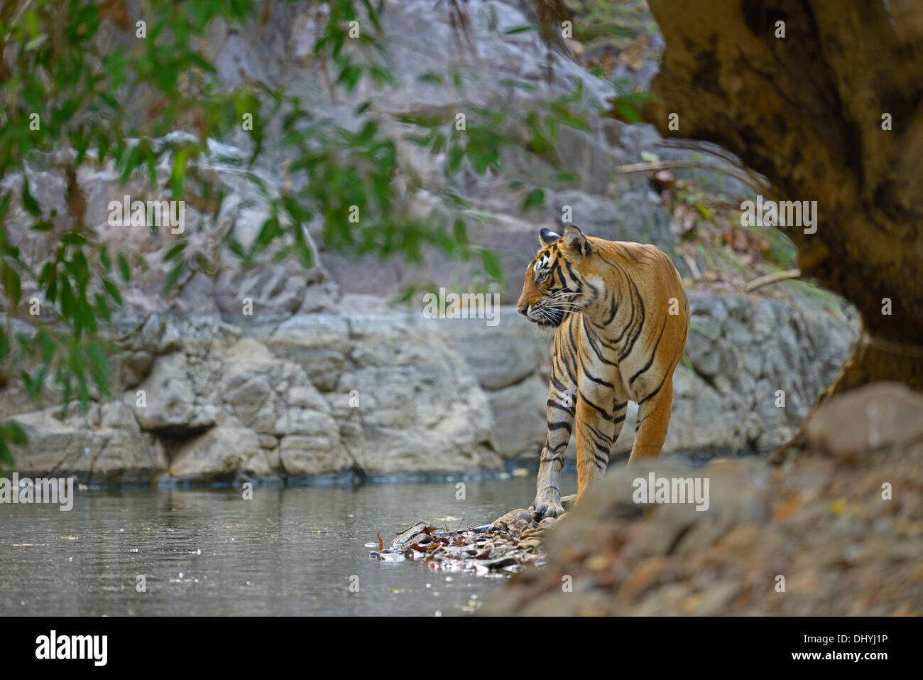 Tiger in un foro di acqua in Ranthambhore Foto Stock