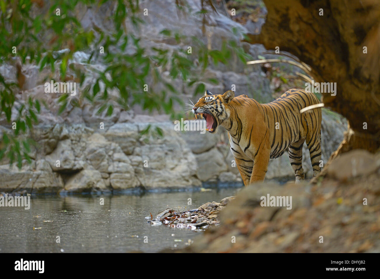Tiger in un foro di acqua in Ranthambhore Foto Stock