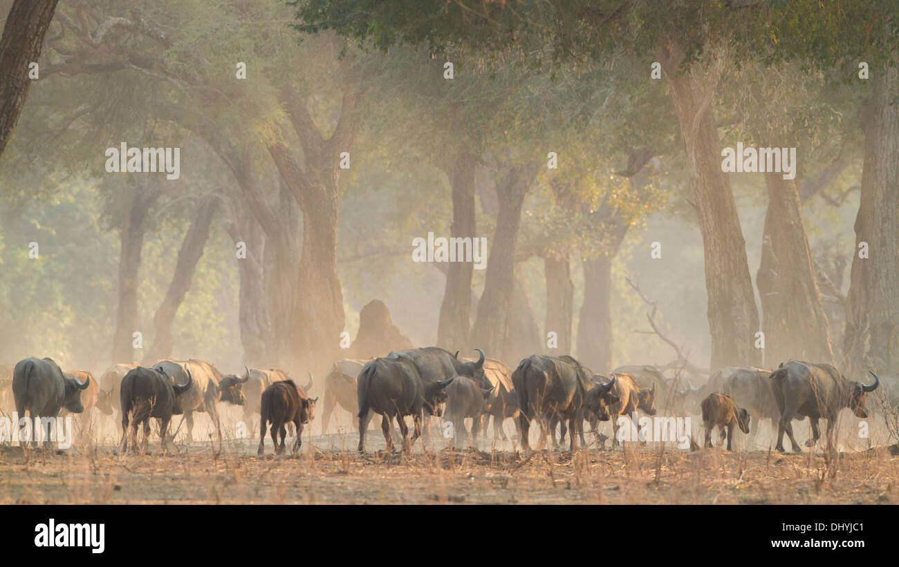 African Buffalo mandria (Syncerus caffer) uscire attraverso gli alberi di Ana (Faidherbia albida) Foto Stock
