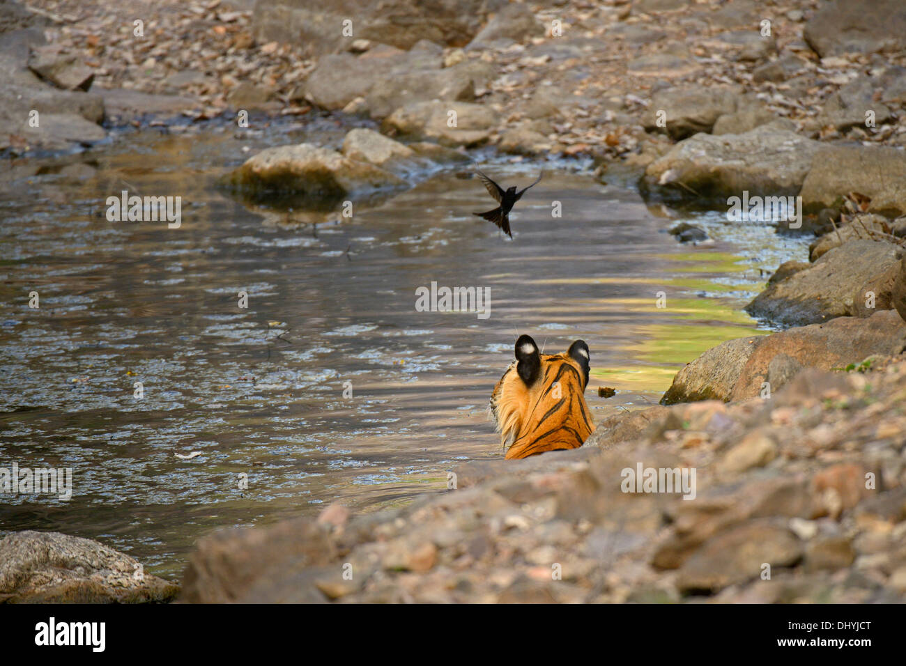Tiger riposa in un foro di acqua in Ranthambhore Foto Stock