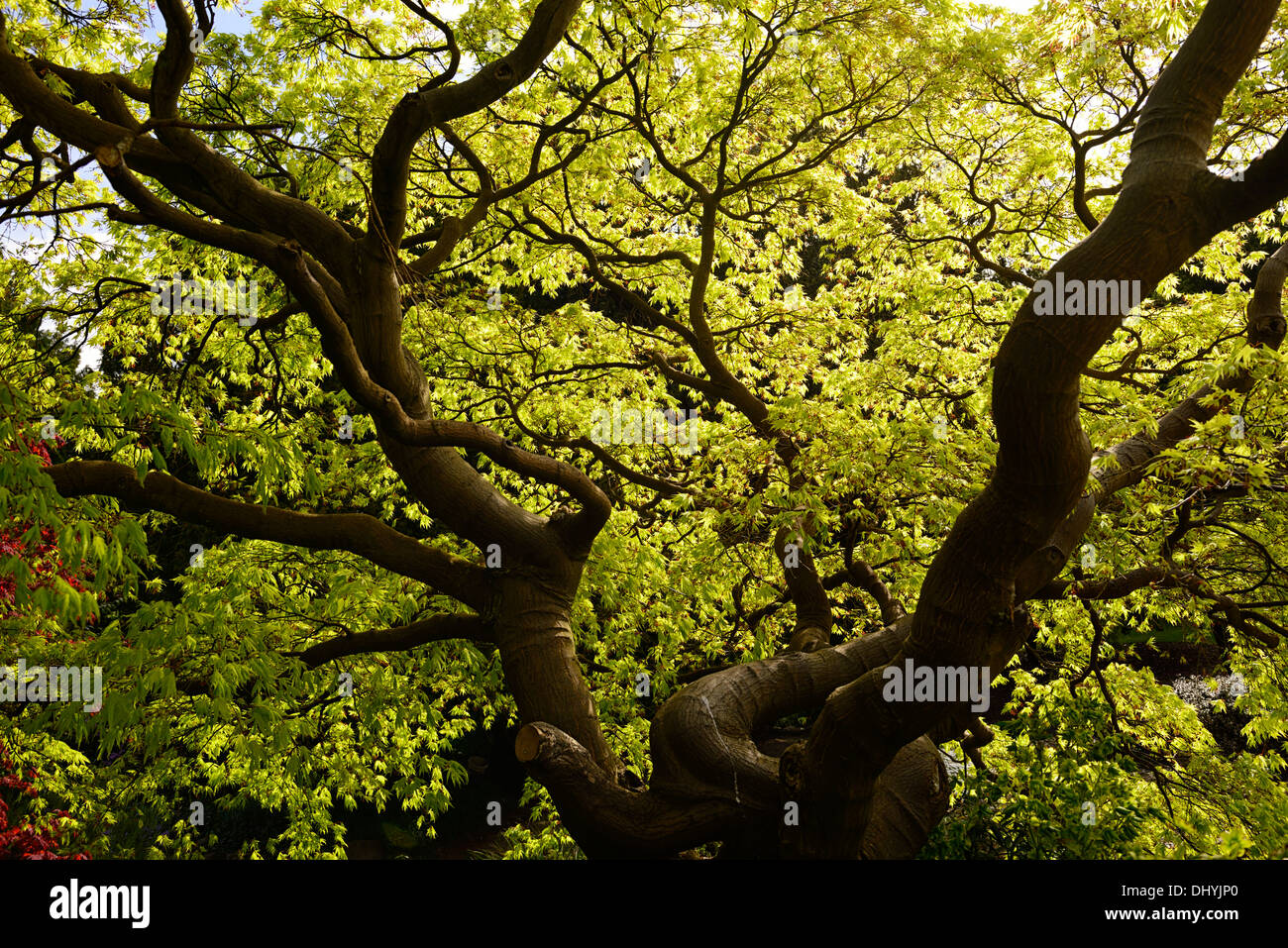 Acer palmatum gold fogliame verde primavera lascia il bosco di legno albero ornamentale specimum maturo Foto Stock