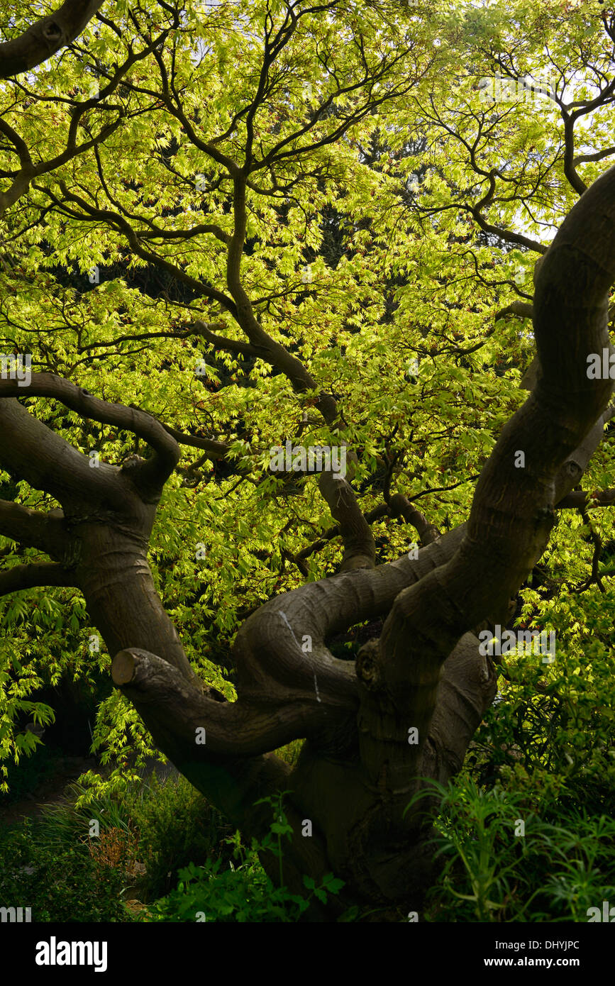 Acer palmatum gold fogliame verde primavera lascia il bosco di legno albero ornamentale specimum maturo Foto Stock