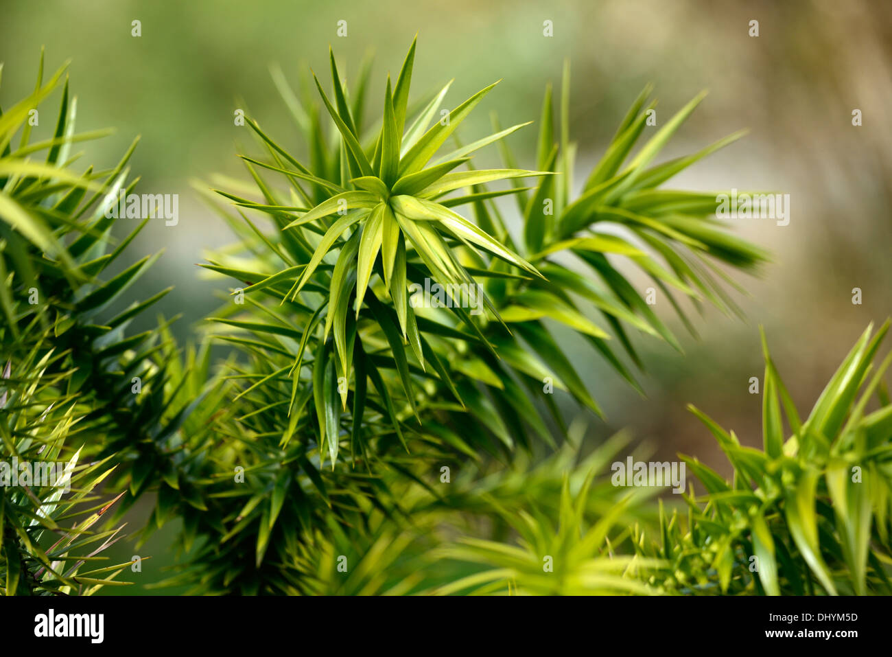Araucaria angustifolia Parana pini candelabri tree closeup close up aghi di pino verde fogliame Foto Stock