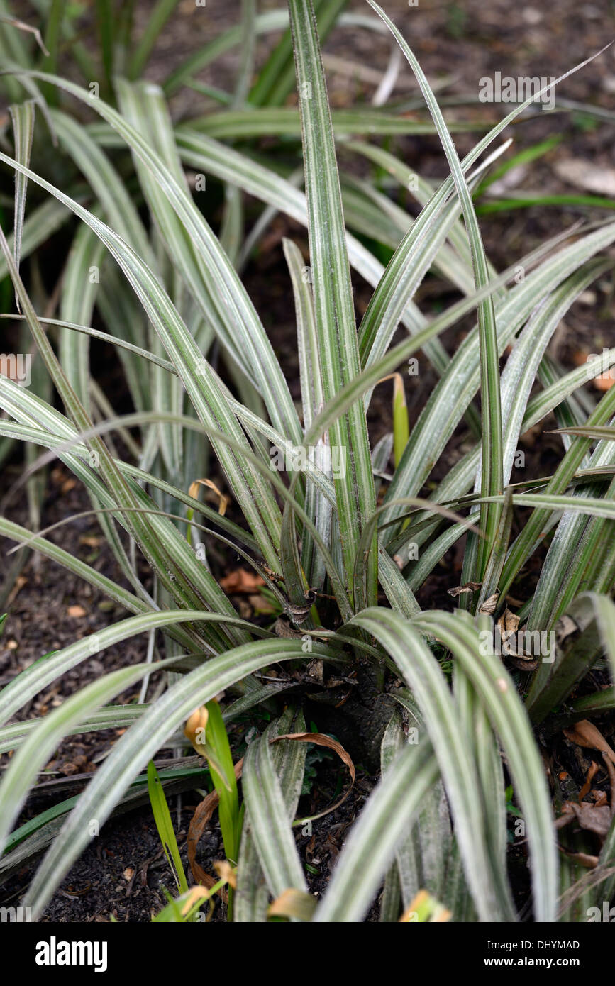 Astelia nervosa chathamica westland Bush lino variegato fogliame grigio argento foglie fogliame Foto Stock