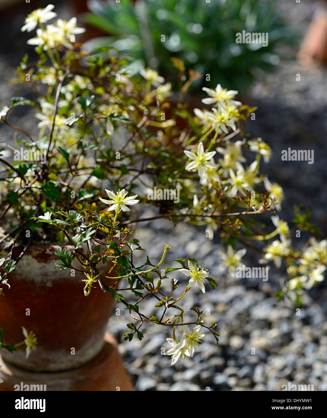 La clematide lunar lass verde pallido fiori ritratti vegetali alpinisti climbing sempreverdi uomo vecchio con la barba di Virgin bower Foto Stock