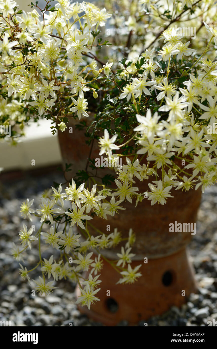 La clematide lunar lass verde pallido fiori ritratti vegetali alpinisti climbing sempreverdi uomo vecchio con la barba di Virgin bower Foto Stock