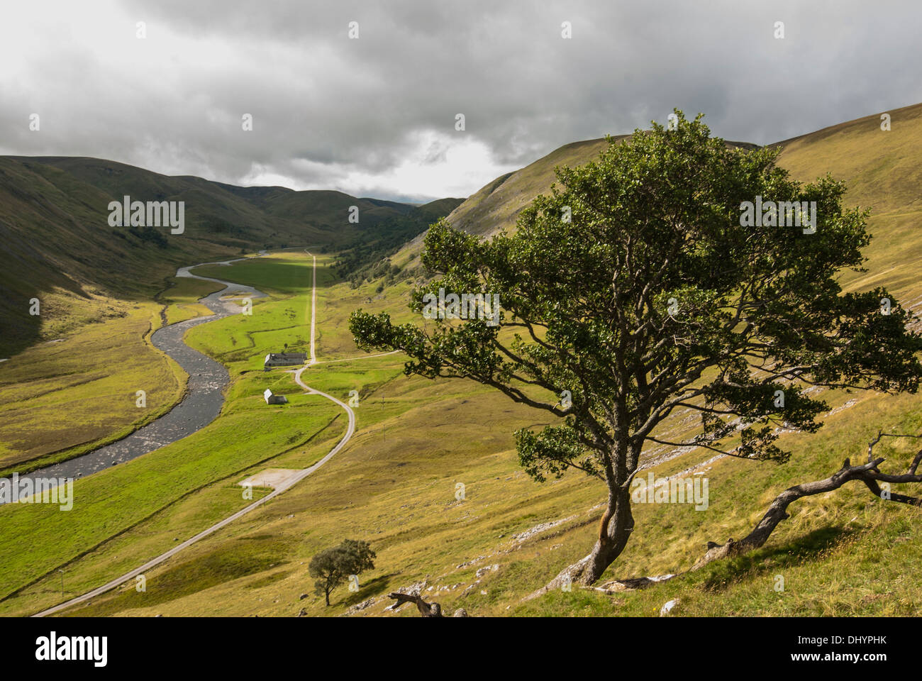 Vista del paesaggio di Lone Tree a Findhorn con la strada che corre off. Foto Stock