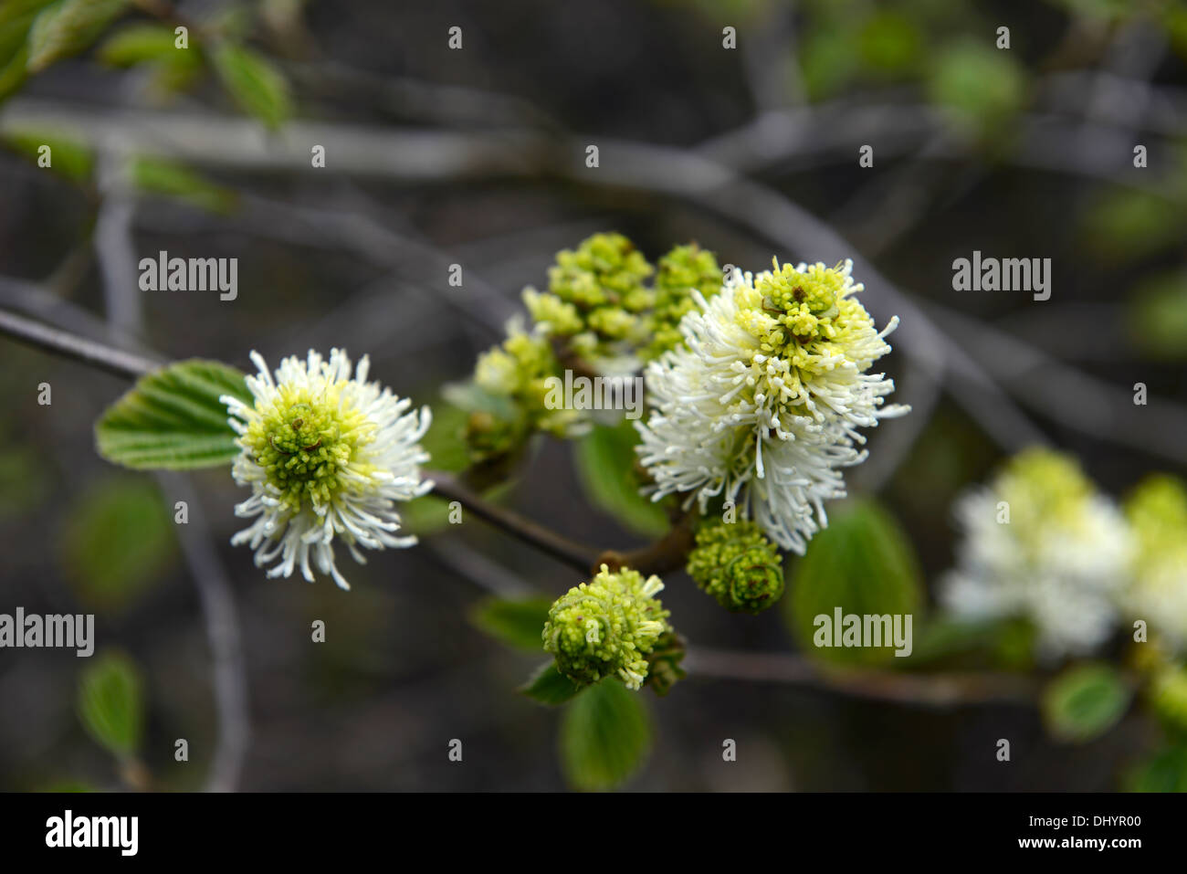 Fothergilla major strega ontano bianco pallido fiori profumati di primavera fragrante arbusto a fioritura arbusti Foto Stock
