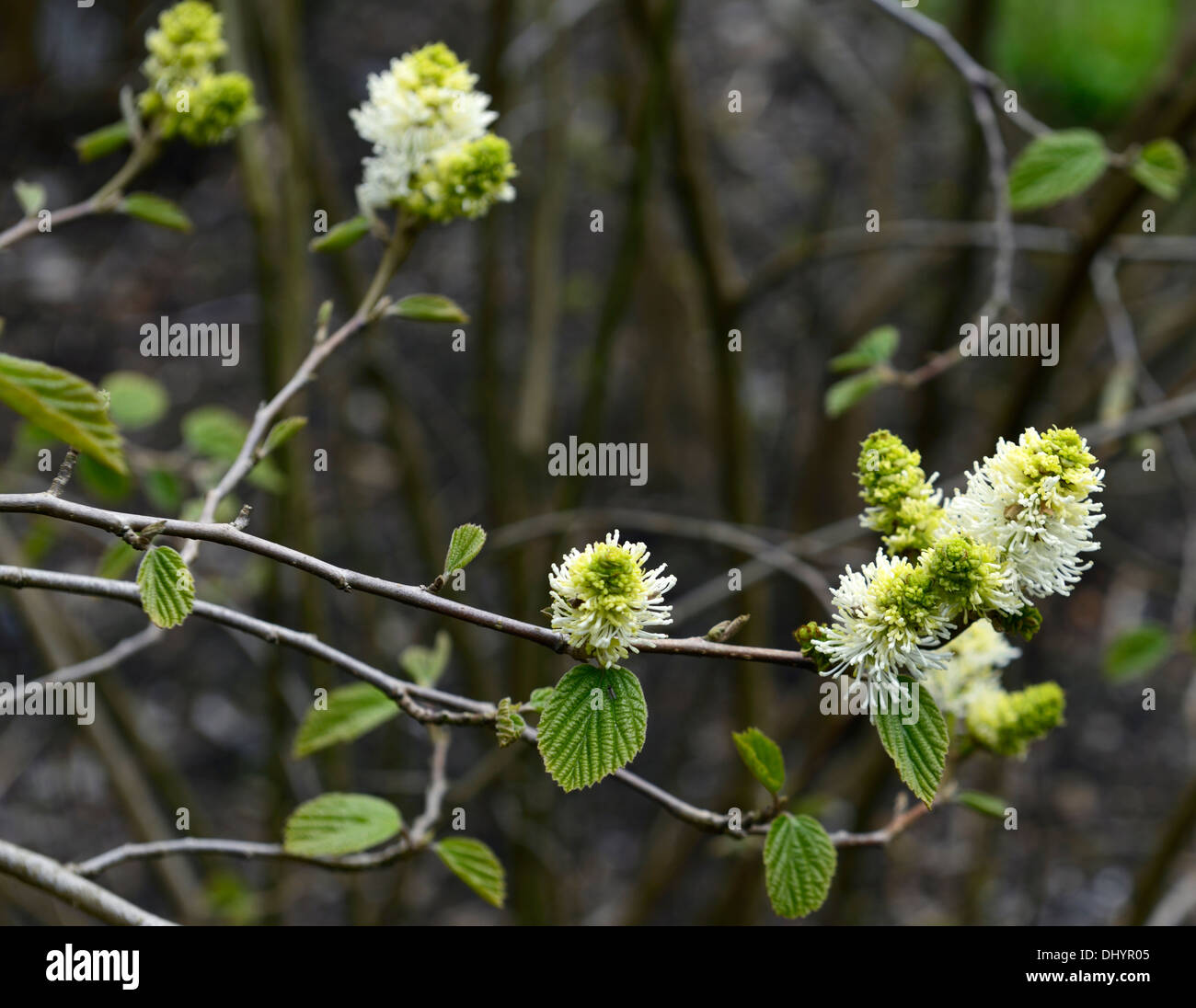 Fothergilla major strega ontano bianco pallido fiori profumati di primavera fragrante arbusto a fioritura arbusti Foto Stock