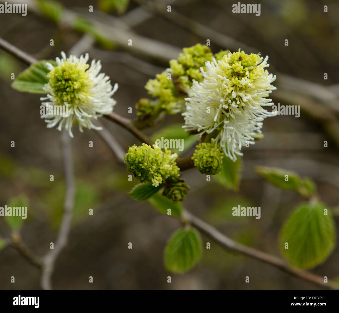 Fothergilla major strega ontano bianco pallido fiori profumati di primavera fragrante arbusto a fioritura arbusti Foto Stock