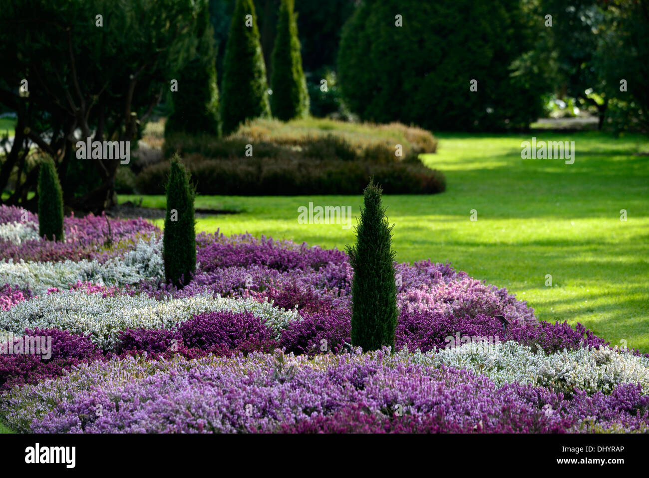 Erica erica Carnea Bianco fiore pianta di giardino inverno primavera bassa crescita arbusto sempreverde compatto denso impianti misti di piantare Foto Stock