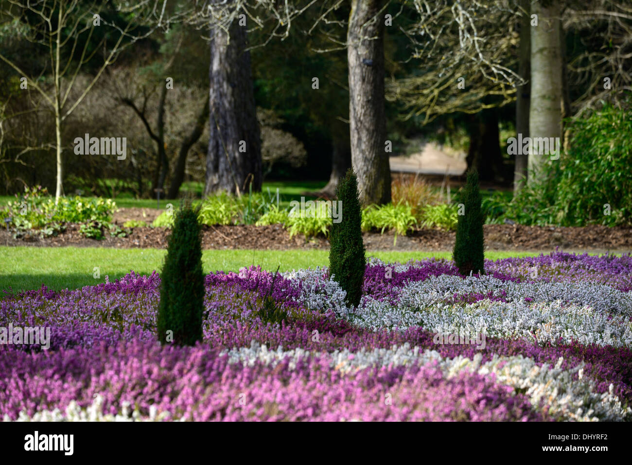 Erica erica Carnea Bianco fiore pianta di giardino inverno primavera bassa crescita arbusto sempreverde compatto denso impianti misti di piantare Foto Stock