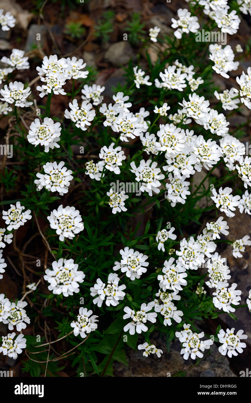 Iberis sempervirens purezza Candytuft Evergreen fiori bianchi fioritura  fiore primavera in fiore Foto stock - Alamy