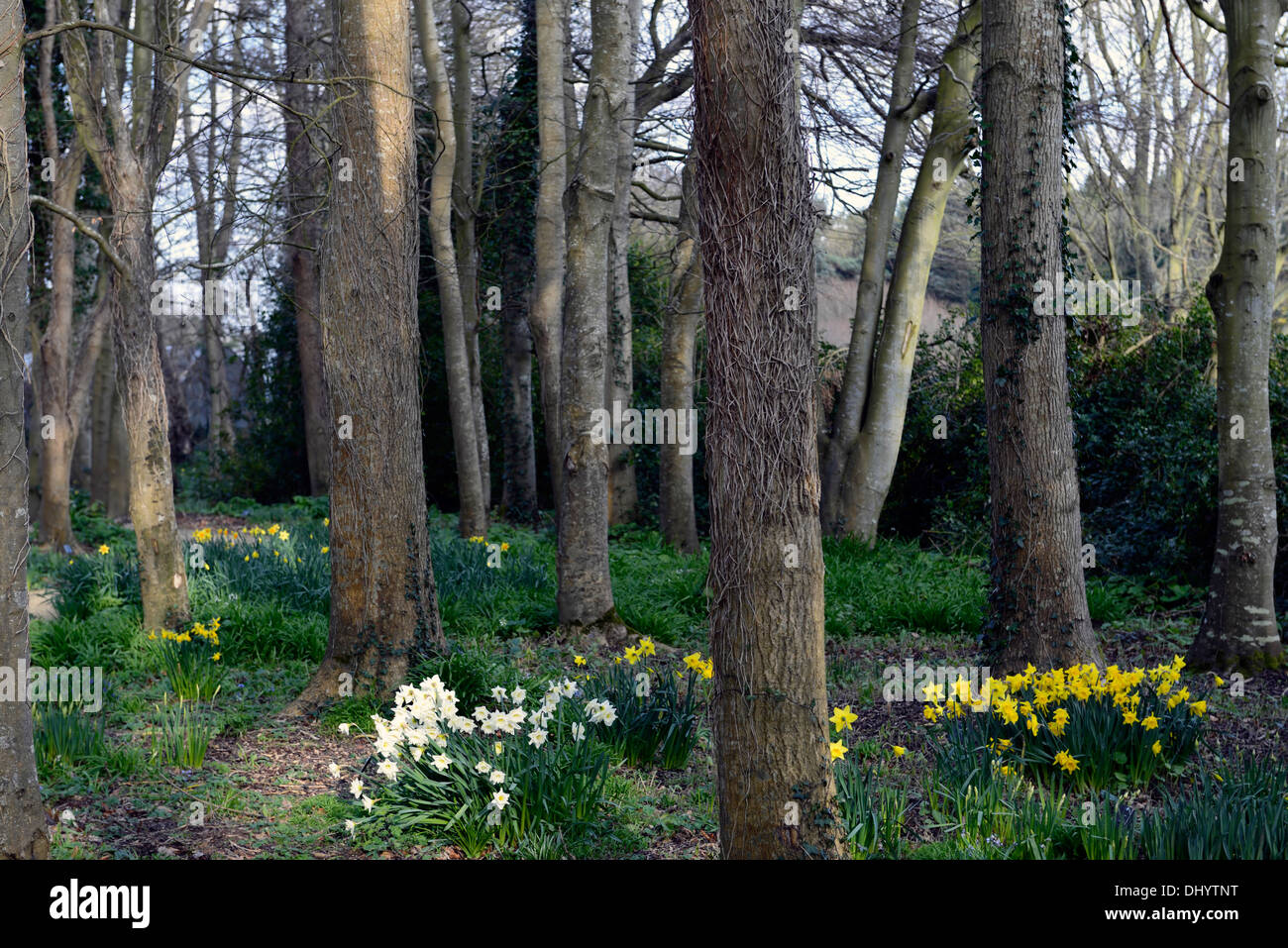 Il Castello di Malahide e giardini Dublino Irlanda talbot Botanic Gardens fiore di primavera display daffodil narciso di legno di bosco Foto Stock
