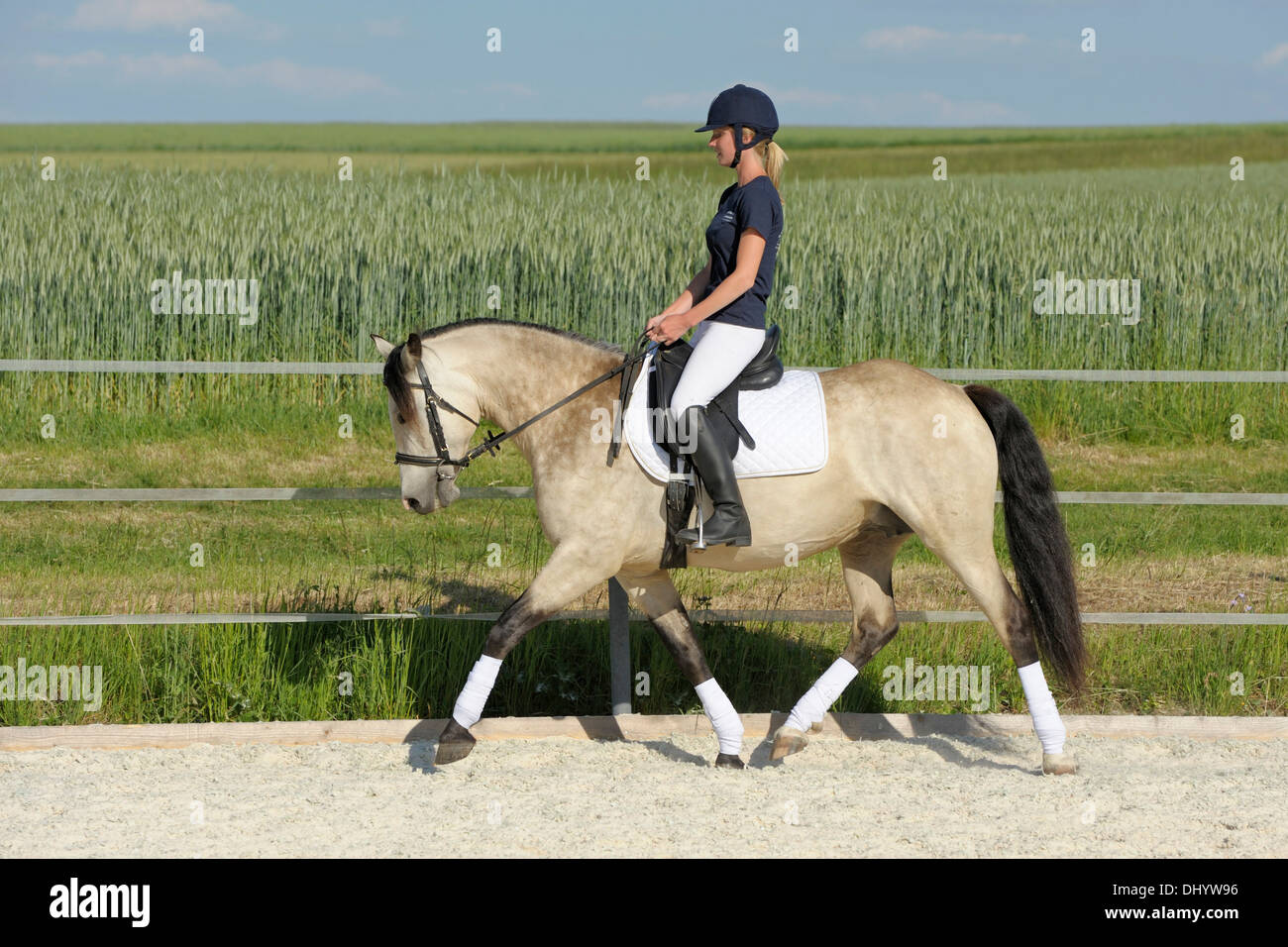 Pony Connemara - dressage - equitazione trotto Foto Stock