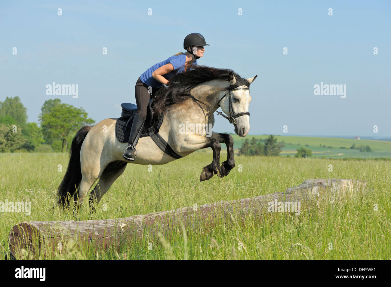 Giovane pilota sul dorso di un pony Connemara saltando su un cross country recinzione Foto Stock