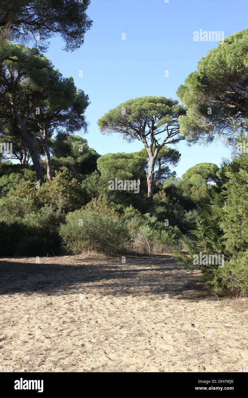 Coto Donana Riserva Nazionale di Spagna, pini Foto Stock