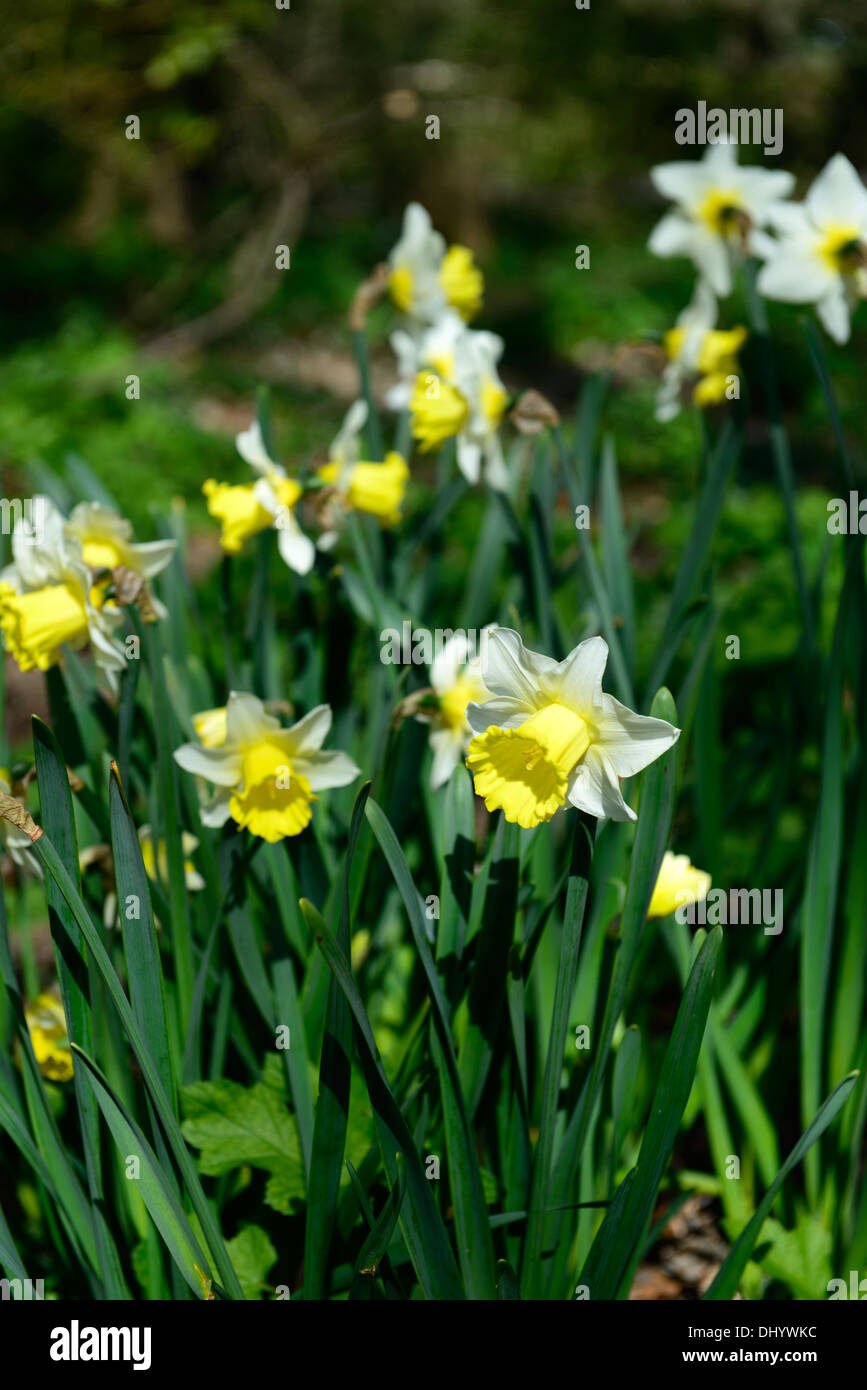 Narcissus ballygarvey bianco giallo daffodil flower bloom blossom a fioritura primaverile Foto Stock