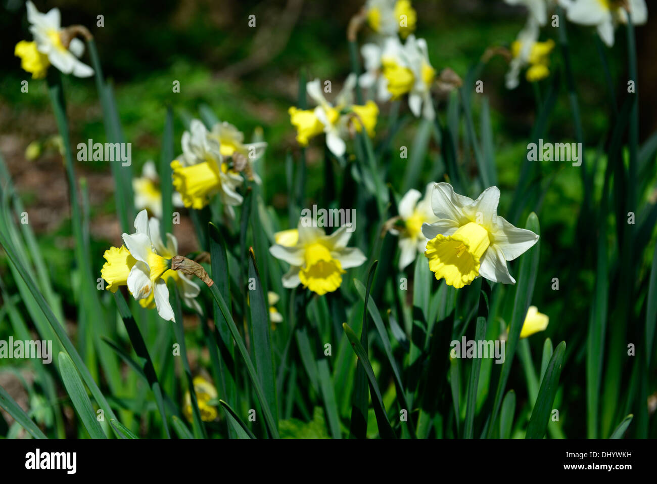 Narcissus ballygarvey bianco giallo daffodil flower bloom blossom a fioritura primaverile Foto Stock
