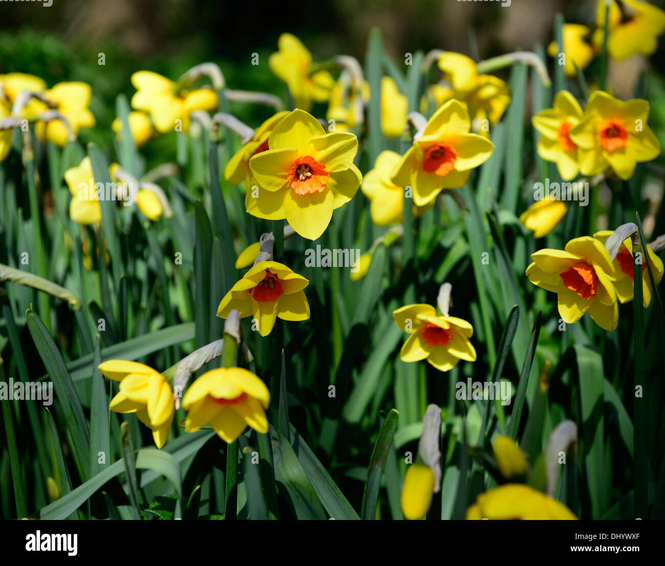 Narcissus cheer leader giallo arancione daffodil molla bloom blossom fiore fioritura Foto Stock