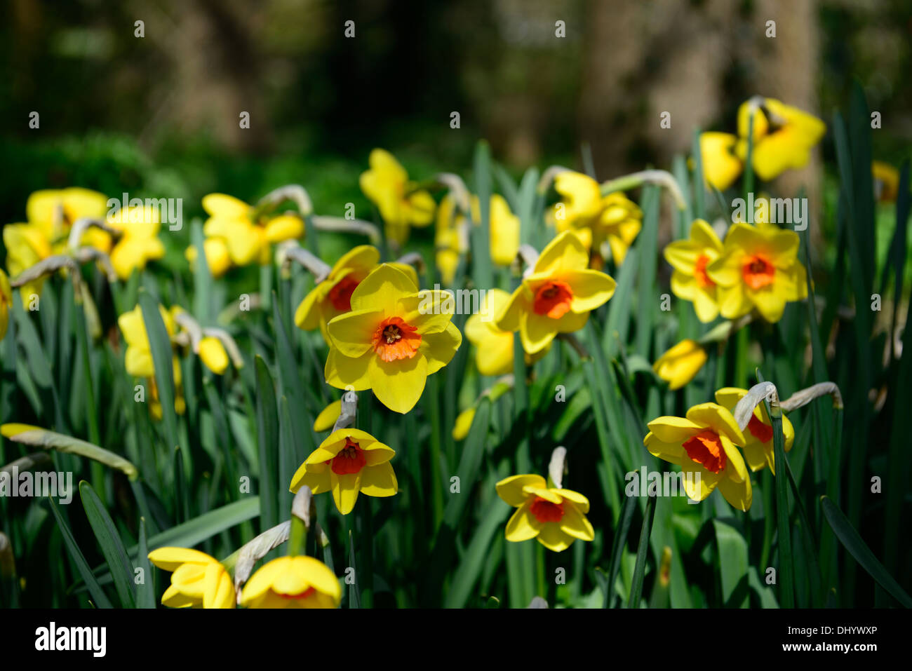 Narcissus cheer leader giallo arancione daffodil molla bloom blossom fiore fioritura Foto Stock