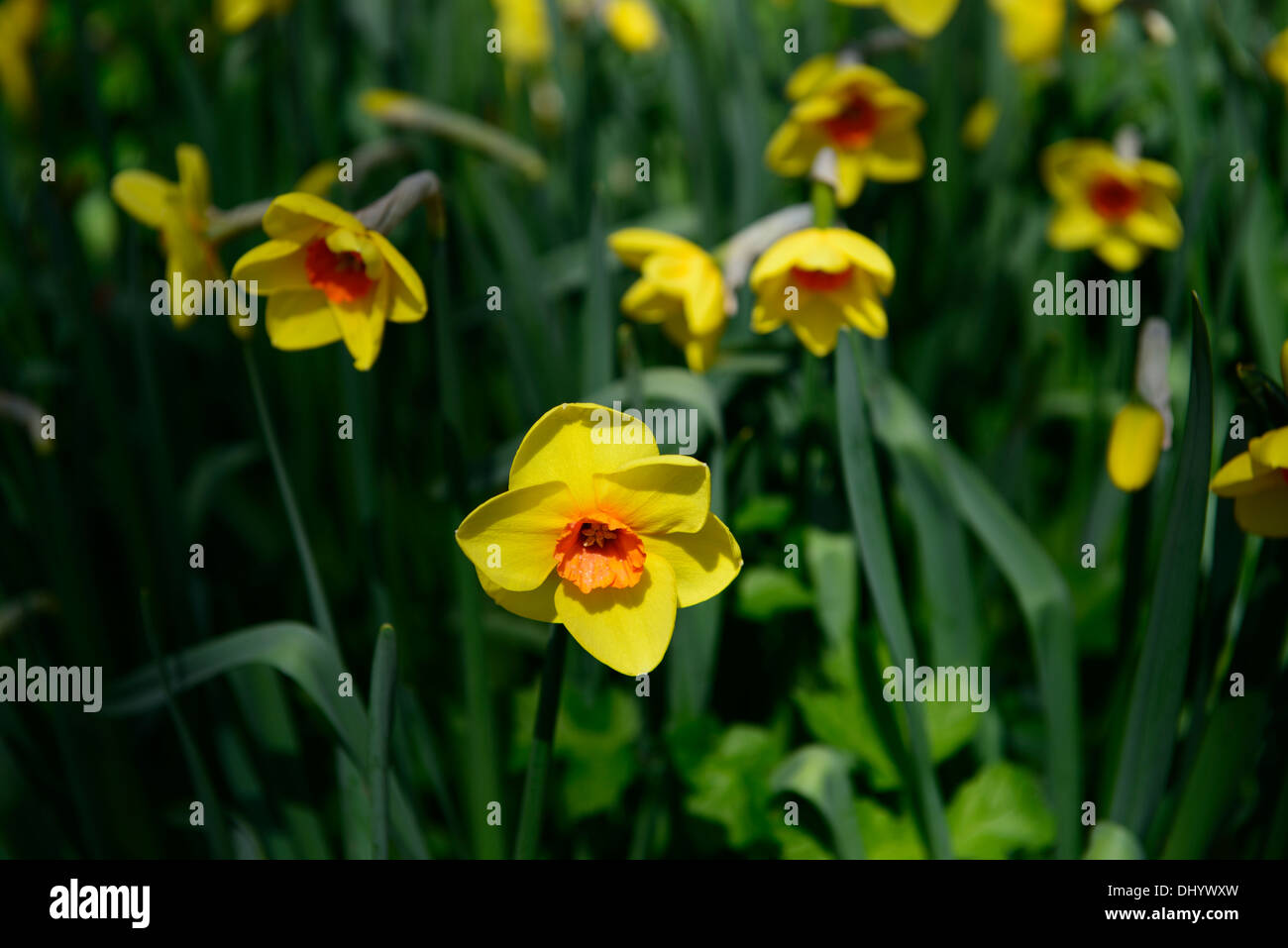 Narcissus cheer leader giallo arancione daffodil molla bloom blossom fiore fioritura Foto Stock