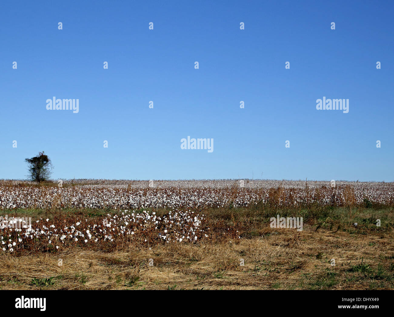 Tesburg, SC, Stati Uniti d'America. Xiv Nov, 2013. Tempo soleggiato aiuta il raccolto di cotone recuperare dopo le recenti intemperie XIV Novembre 2013 © Foto Stock