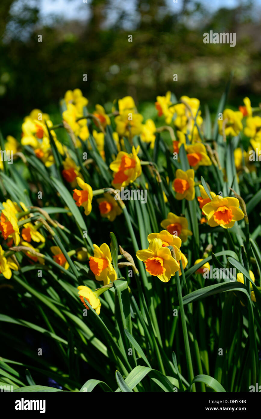 Narcissus forge mill giallo arancione daffodil flower bloom blossom display a molla Foto Stock