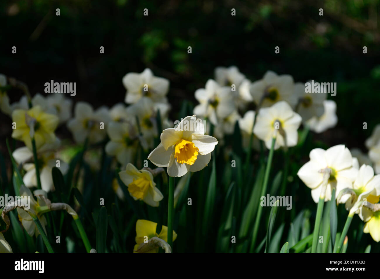 Narciso giallo dorato bianco crema giallo fiori a campana primavera fioriscono blossom Foto Stock