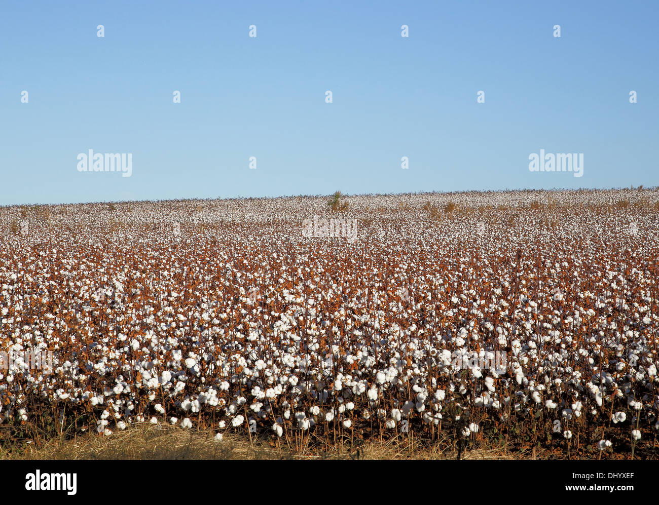 Tesburg, SC, Stati Uniti d'America. Xiv Nov, 2013. Tempo soleggiato aiuta il raccolto di cotone recuperare dopo le recenti intemperie XIV Novembre 2013 © Foto Stock