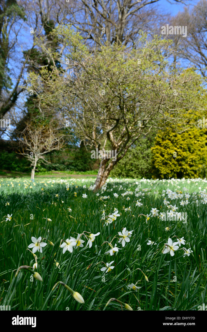 Narcissus daffodil bianco fiori di prato deriva campo a fioritura primaverile bloom blossom underplanting underplanted colonizzare Foto Stock