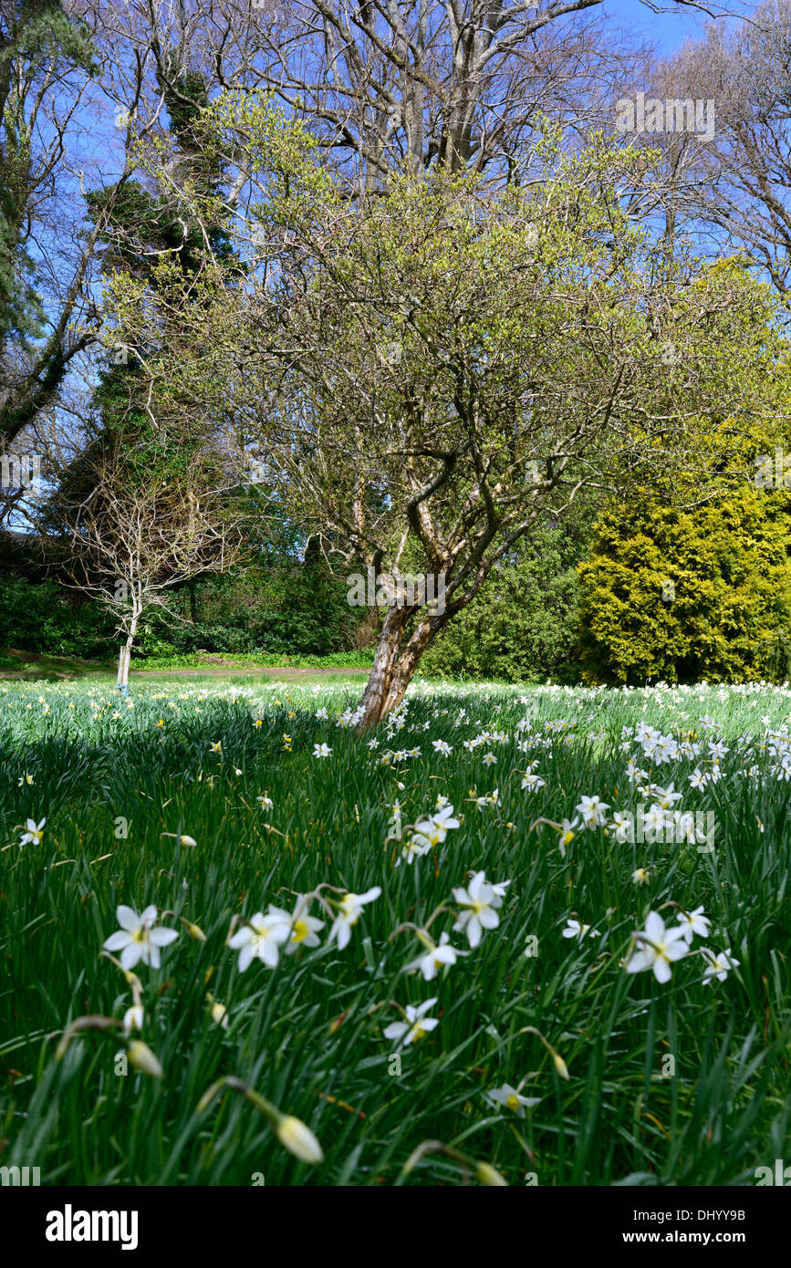 Narcissus daffodil bianco fiori di prato deriva campo a fioritura primaverile bloom blossom underplanting underplanted colonizzare Foto Stock