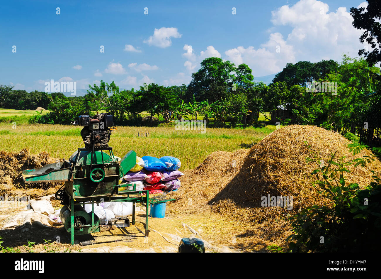 Vecchia trebbiatrice del riso in un campo di riso con sacchi di grani trasformati Foto Stock