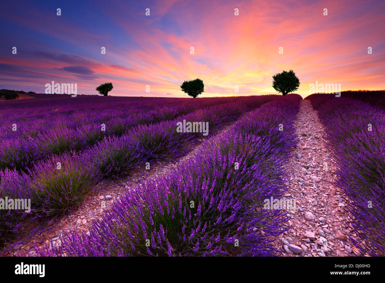 Tre sulla collina nel campo di lavanda al tramonto. Francia Provenza. Foto Stock