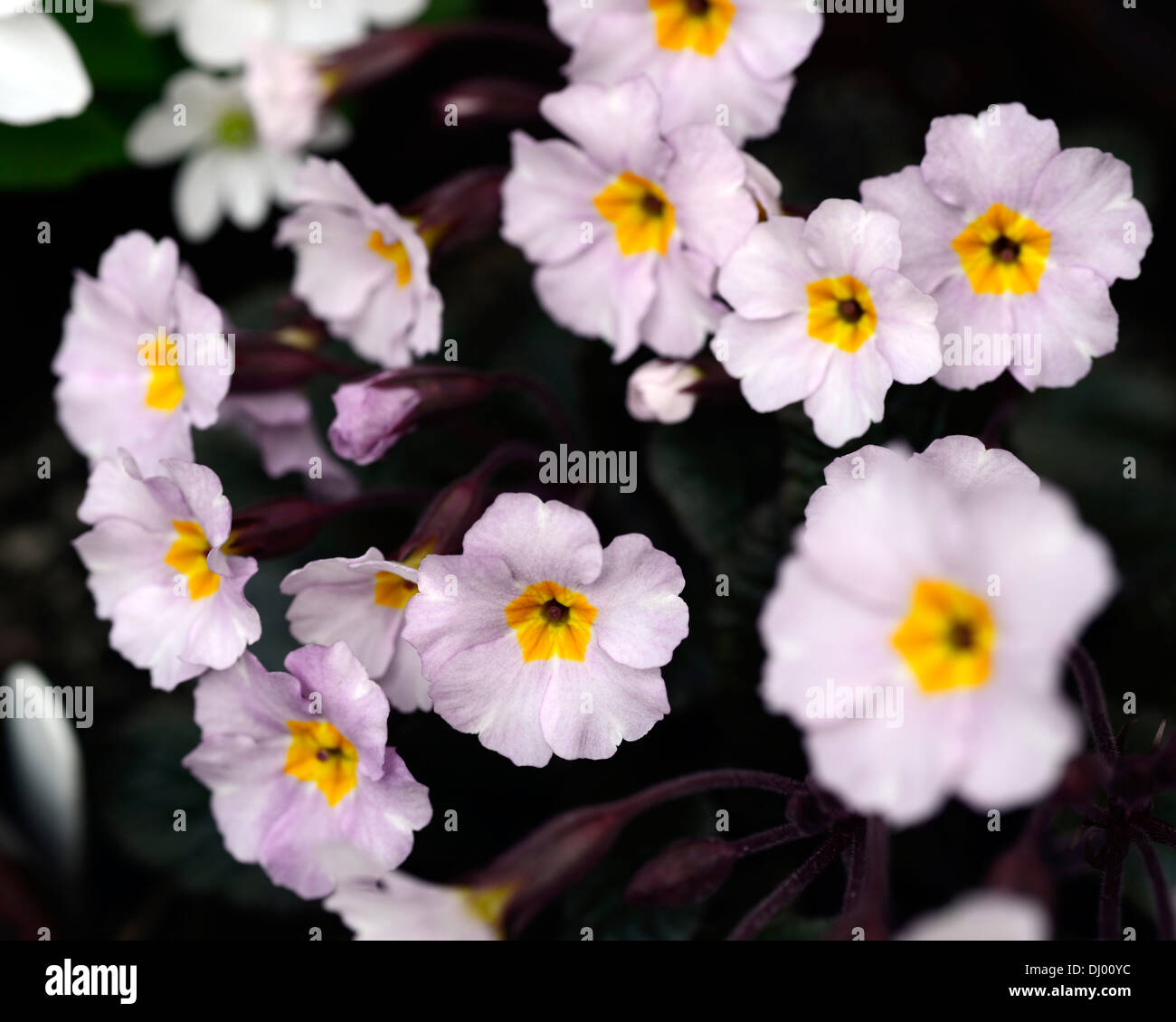 Primula guinevere color pastello chiaro fiore colore fioritura bloom blooming Foto Stock