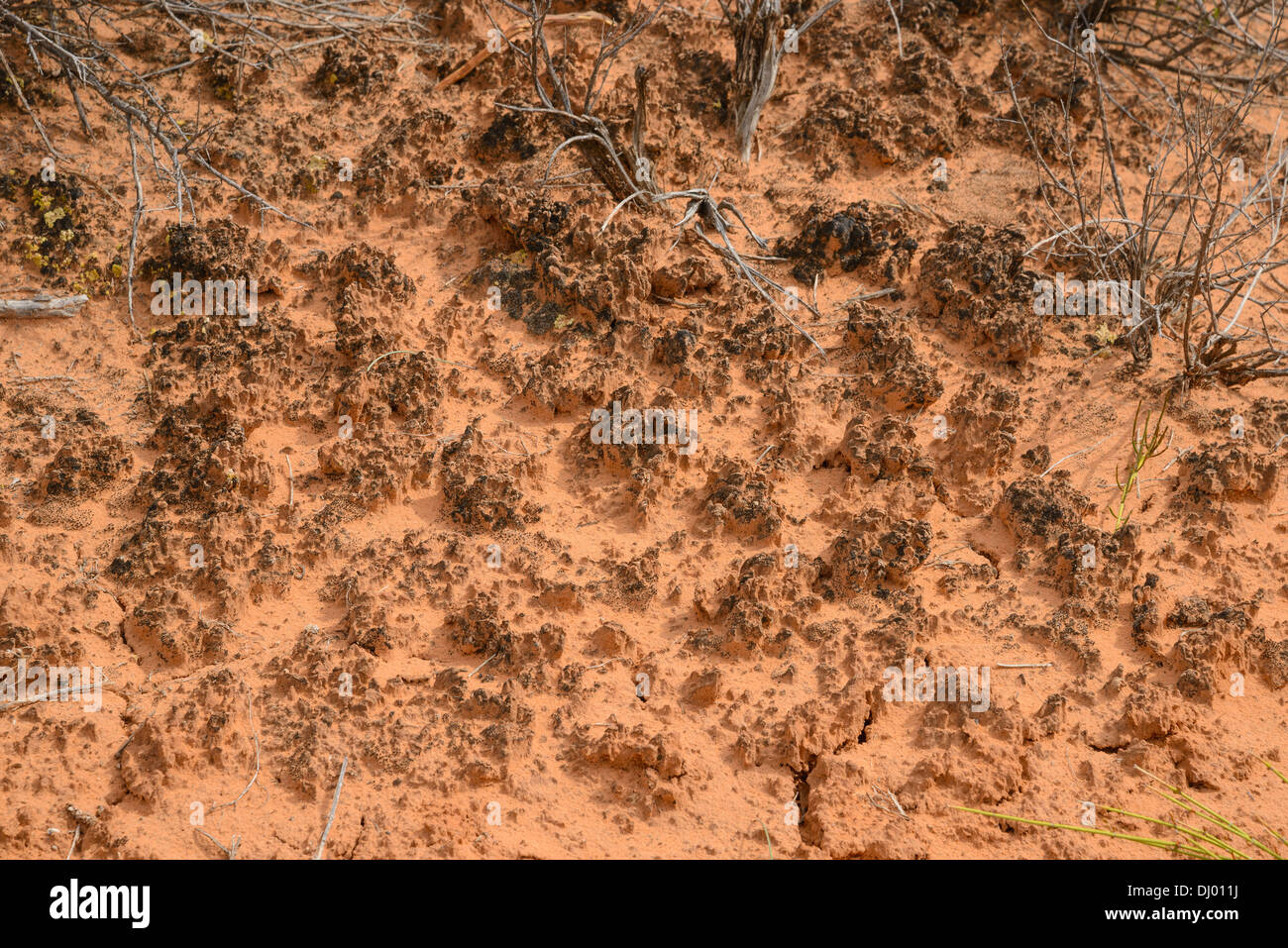 Terreno biologico crosta formata da cianobatteri, muschi e licheni colonizzando sabbie del deserto, Arches National Park, Utah, Stati Uniti d'America Foto Stock