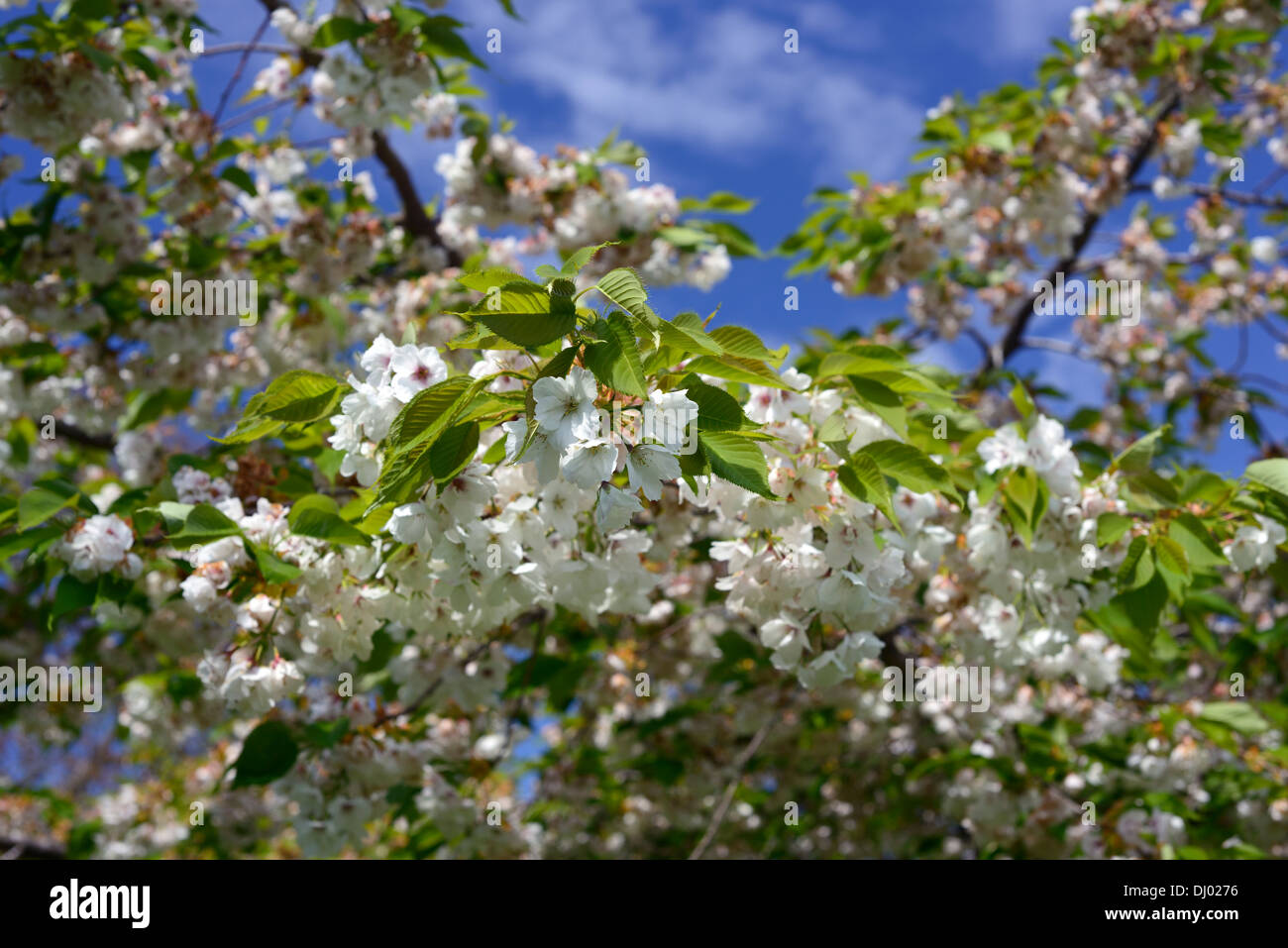 Prunus serrulata Kojima Shirotae ciliegio prunus monte Fuji fioritura ciliegio fiori di primavera fiorisce blossoms fioritura Foto Stock