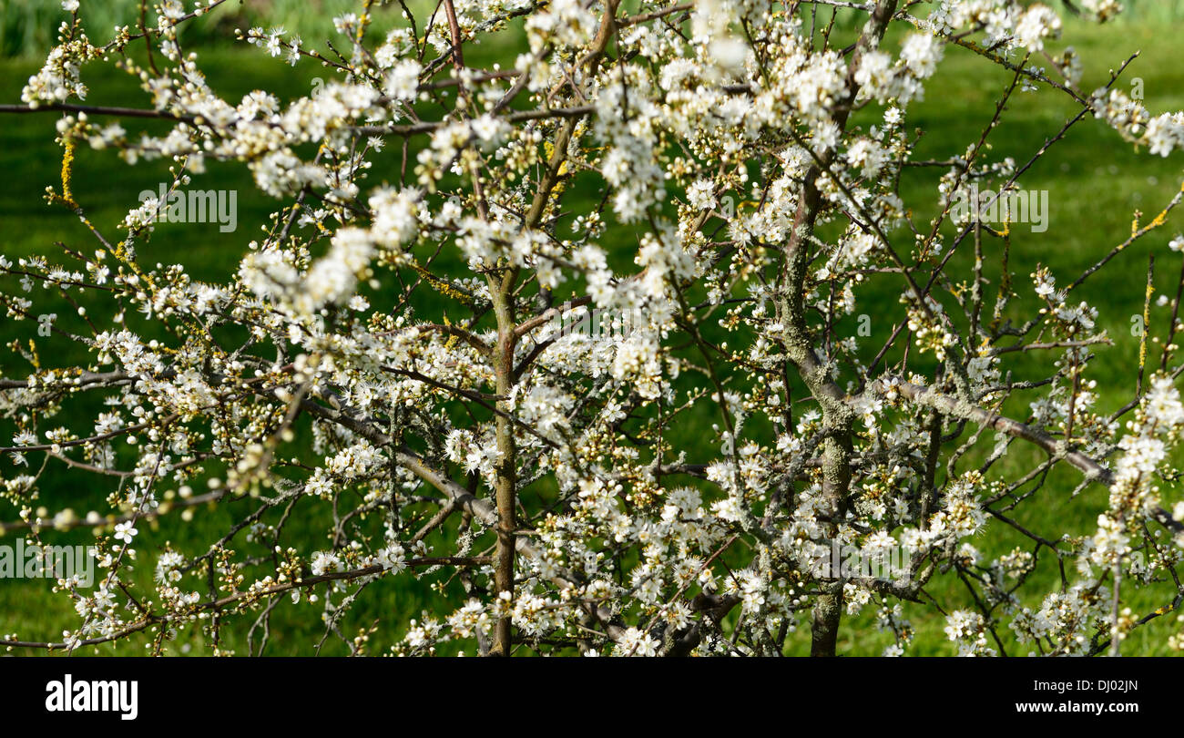 Prunus spinosa prugnolo sbocciare fiori bianchi molla albero a foglie decidue fowering blossom Foto Stock