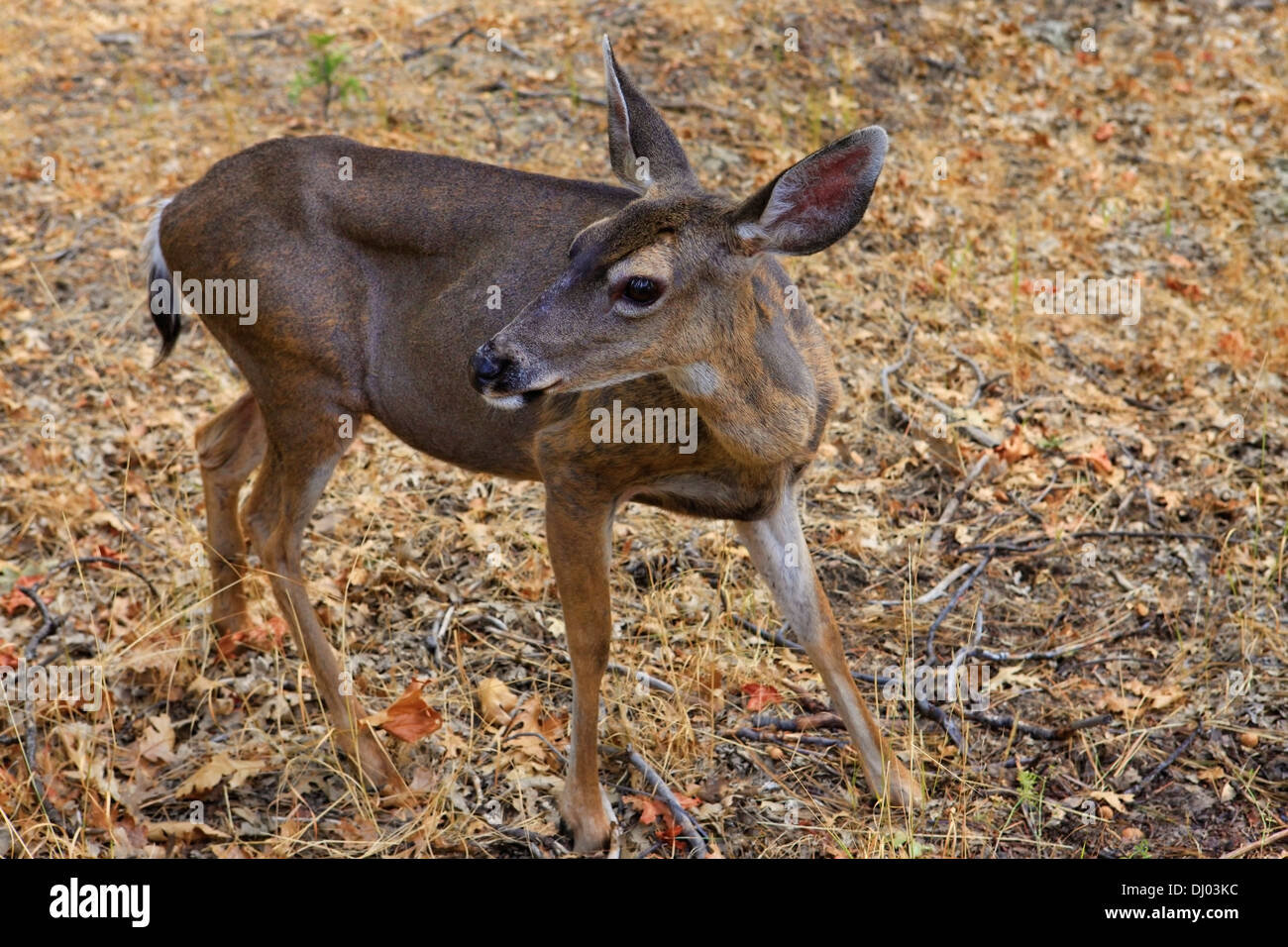 Doe ritratto dettagliato isolato su sfondo di foresta in California. Parco Nazionale di Yosemite Foto Stock