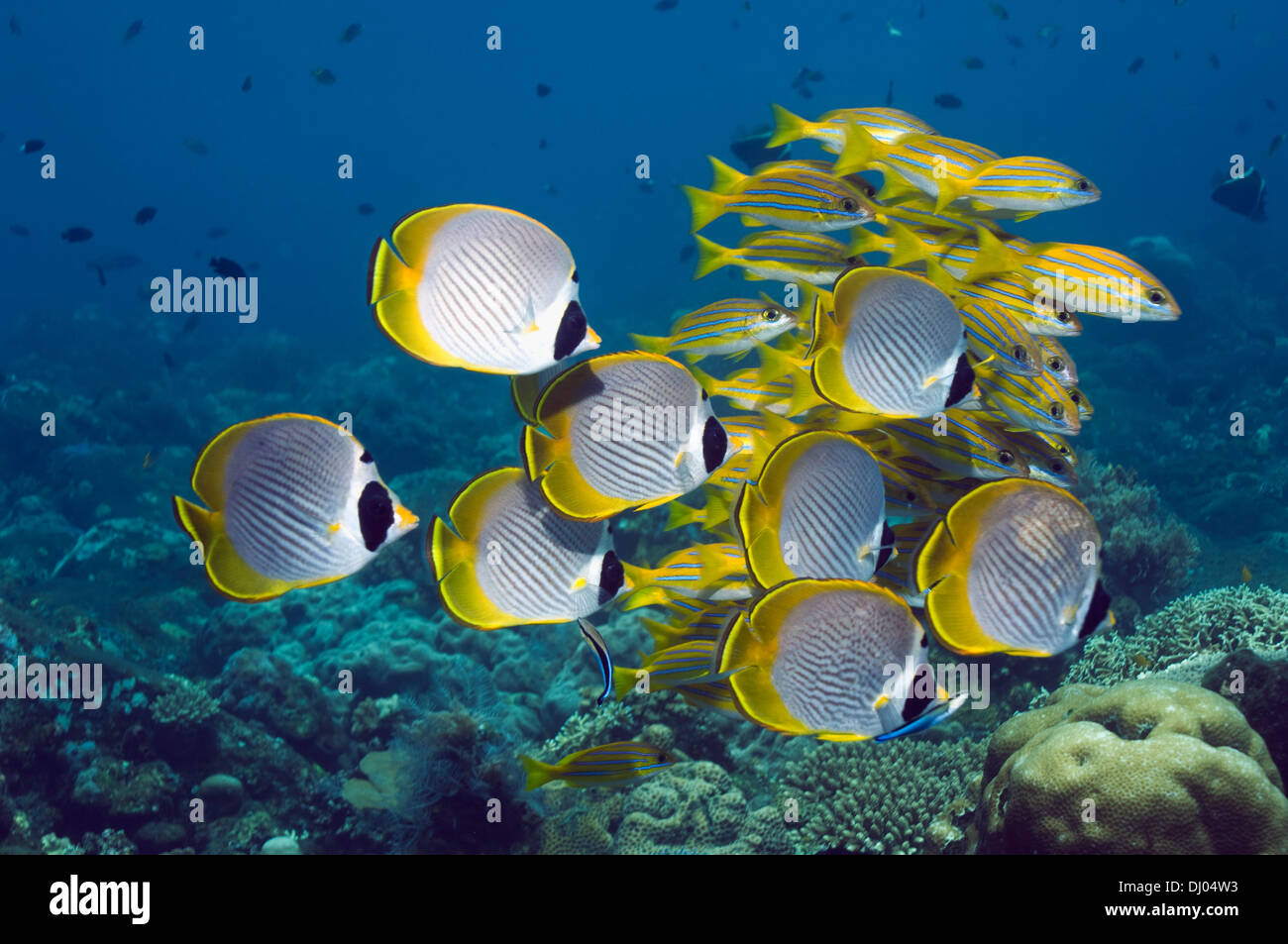 Panda butterflyfish (Chaetodon adiergastos) e Blu-striscia lutiani (Lutjanus kasmira). Bali, Indonesia. (Acquisizione digitale). Foto Stock