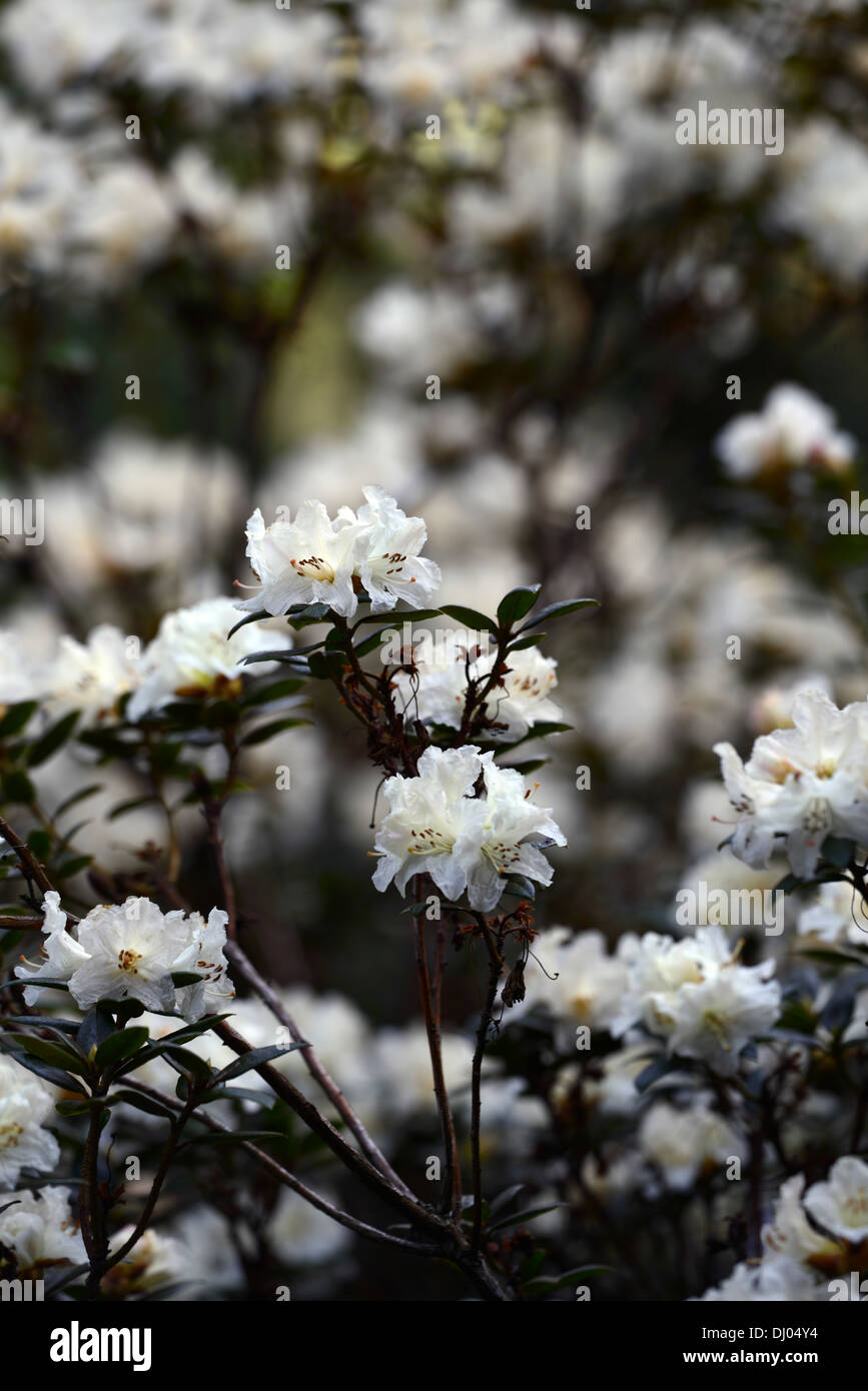 Crema di rododendro cresta fioritura fiori di colore bianco crema arbusti colore primo piano di messa a fuoco selettiva dei ritratti di piante Foto Stock